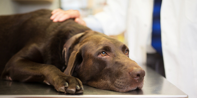 Коронавирус у собак: симптомы и лечение инфекции, передается ли человеку