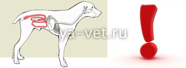 Коронавирус у собак: симптомы и лечение инфекции, передается ли человеку