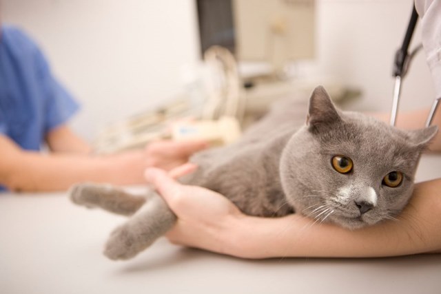 Короновирусная инфекция у кошек: симптомы, как передается и лечение кошачьего коронавируса