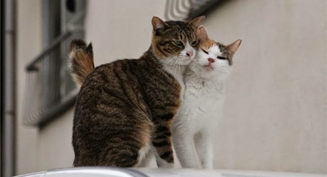 Короновирусная инфекция у кошек: симптомы, как передается и лечение кошачьего коронавируса